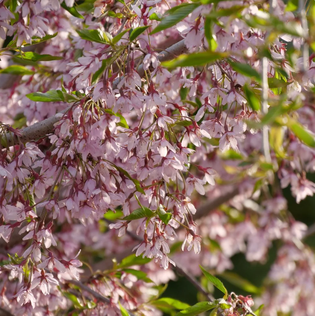 Pink Snow Showers™ Weeping Cherry | Prunus x - Image 2