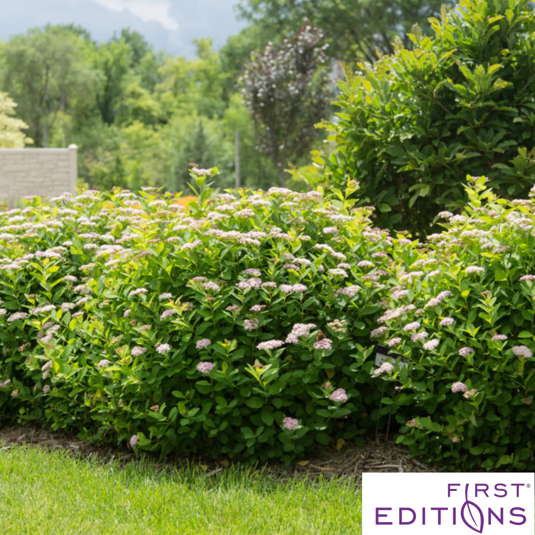 Pink Sparkler Birchleaf Spirea | Spiraea betulifolia - Image 3