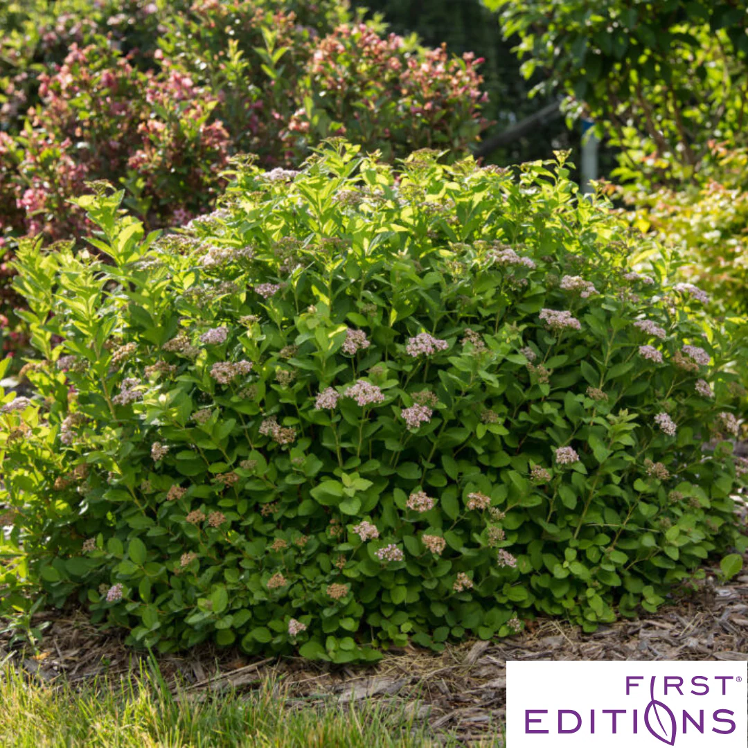 Pink Sparkler Birchleaf Spirea | Spiraea betulifolia - Image 4