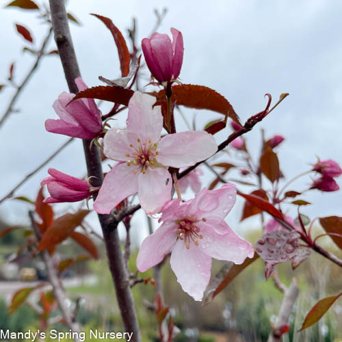 Pink Spires Crabapple | Malus 'Pink Spires' - Image 4