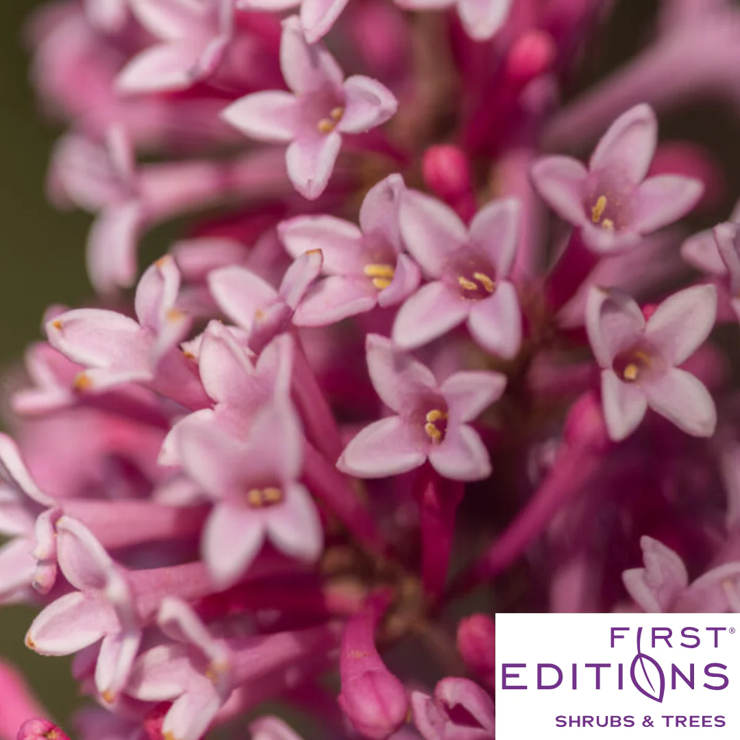 Pinktini™ Lilac | Syringa x prestoniae 'Jeftini' - Image 3