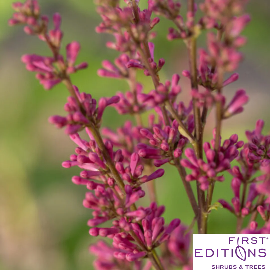 Pinktini™ Lilac | Syringa x prestoniae 'Jeftini' - Image 4