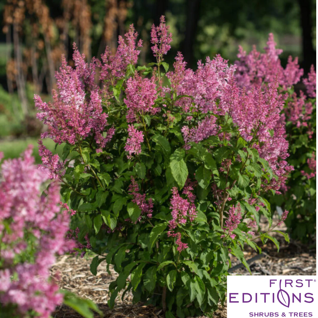 Pinktini™ Lilac | Syringa x prestoniae 'Jeftini' - Image 5