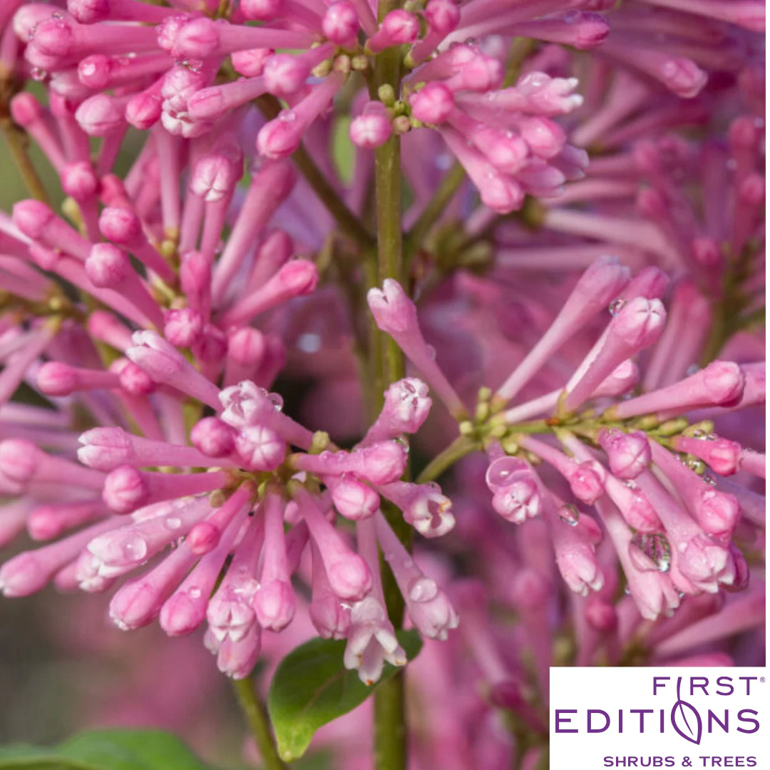 Pinktini™ Lilac | Syringa x prestoniae 'Jeftini' - Image 6