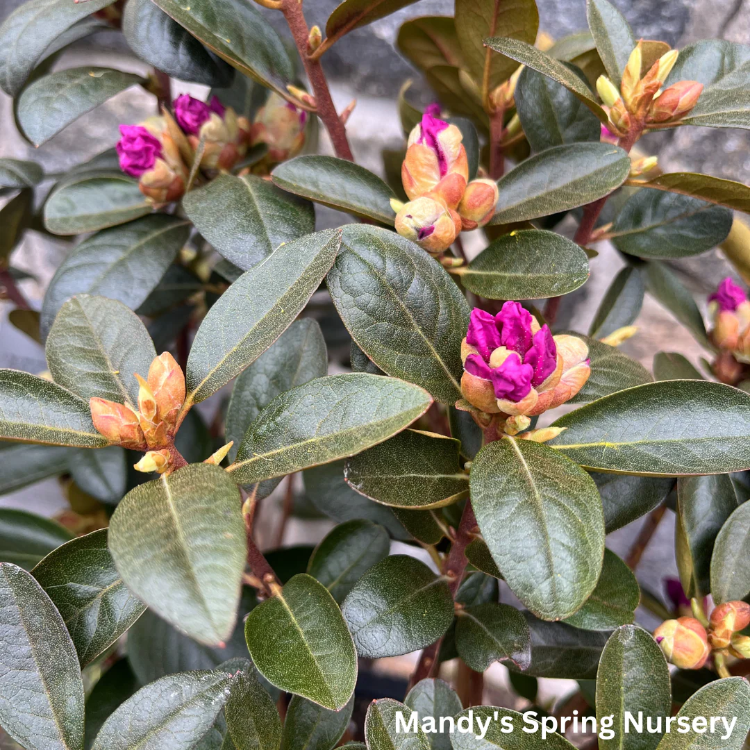 'PJM Elite' Rhododendron | Rhododendron - Image 10