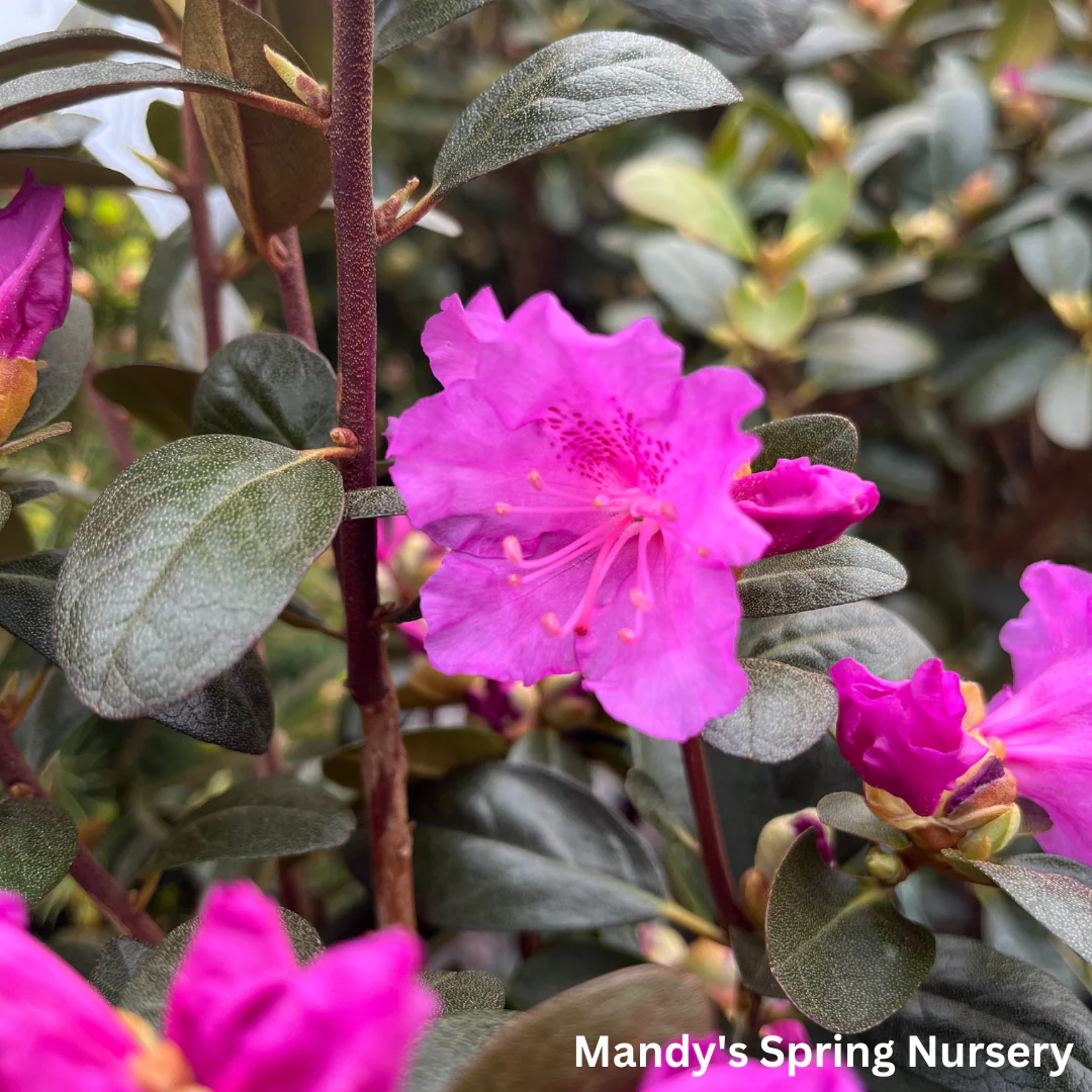 'PJM Elite' Rhododendron | Rhododendron - Image 11