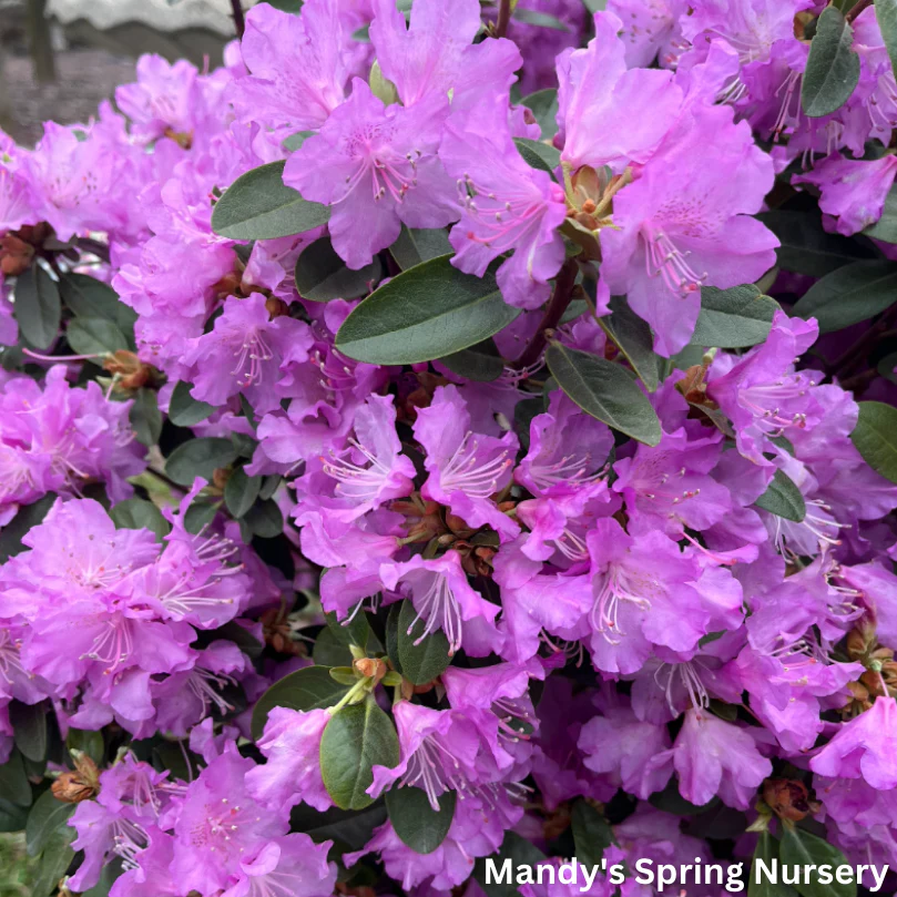 'PJM Elite' Rhododendron | Rhododendron - Image 3