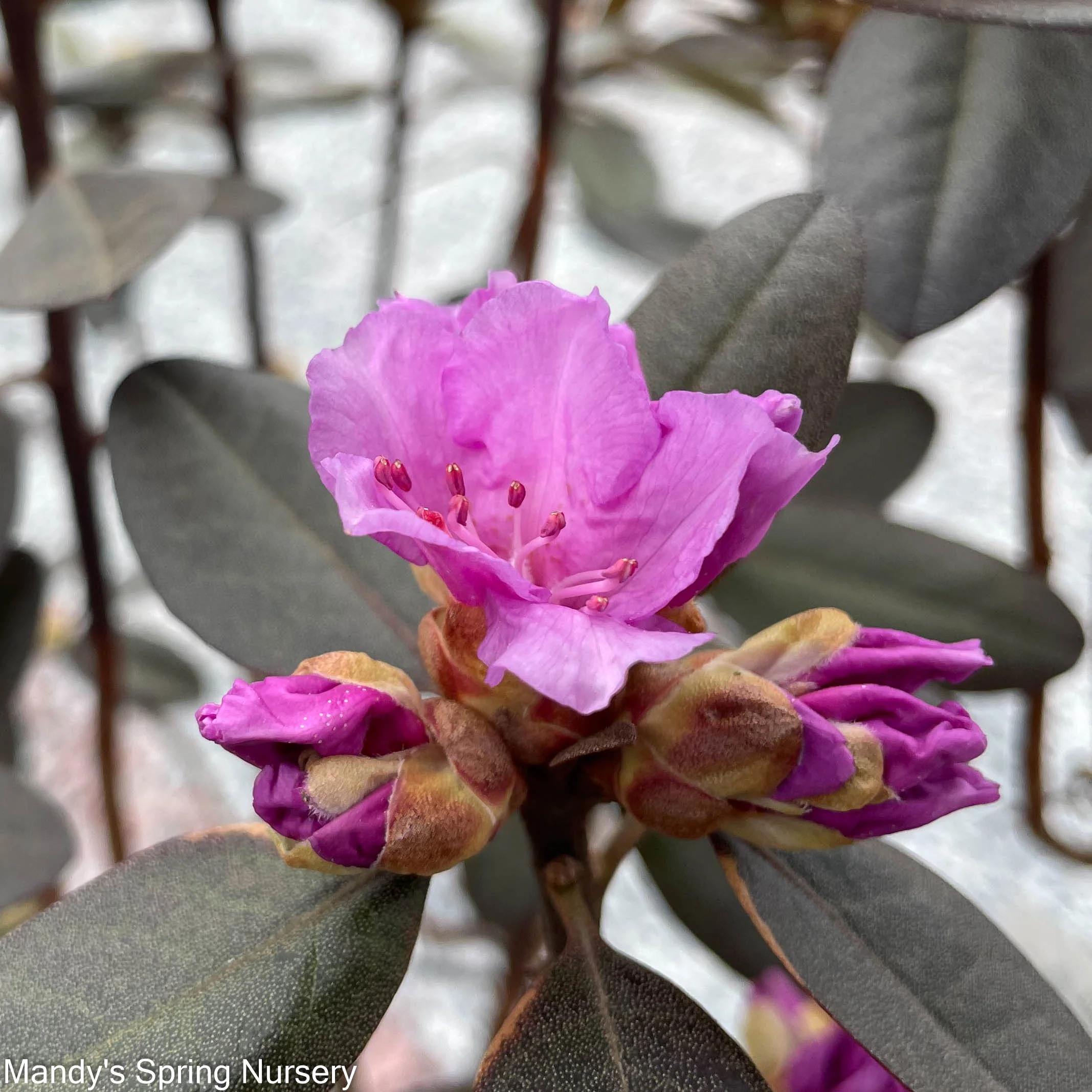 'PJM Elite' Rhododendron | Rhododendron - Image 5