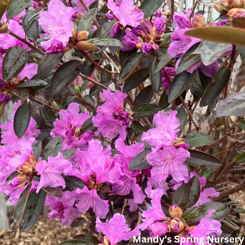 'PJM Elite' Rhododendron | Rhododendron - Image 7
