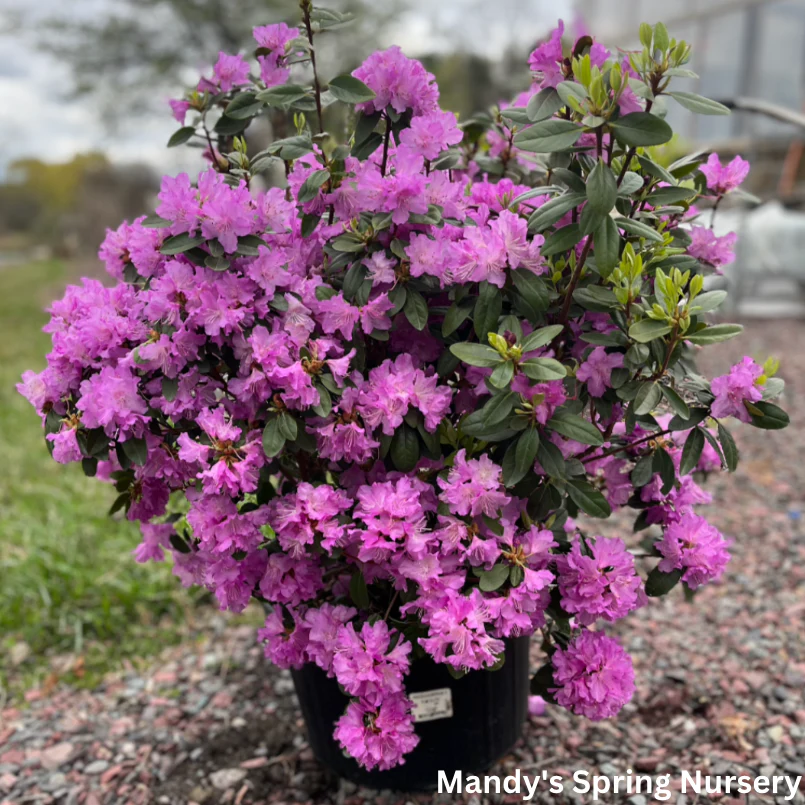 'PJM Elite' Rhododendron | Rhododendron - Image 8