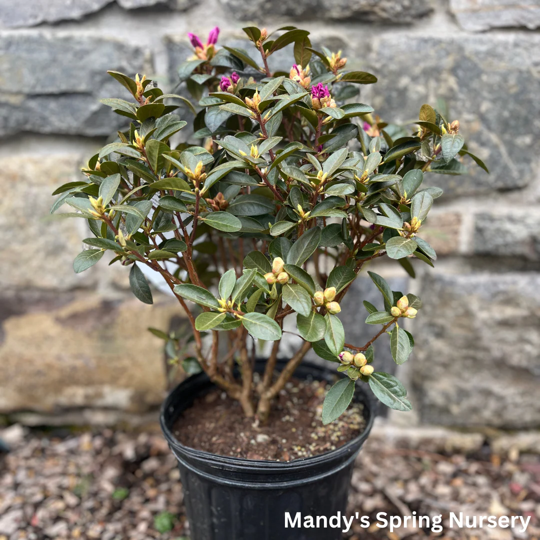 'PJM Elite' Rhododendron | Rhododendron - Image 9
