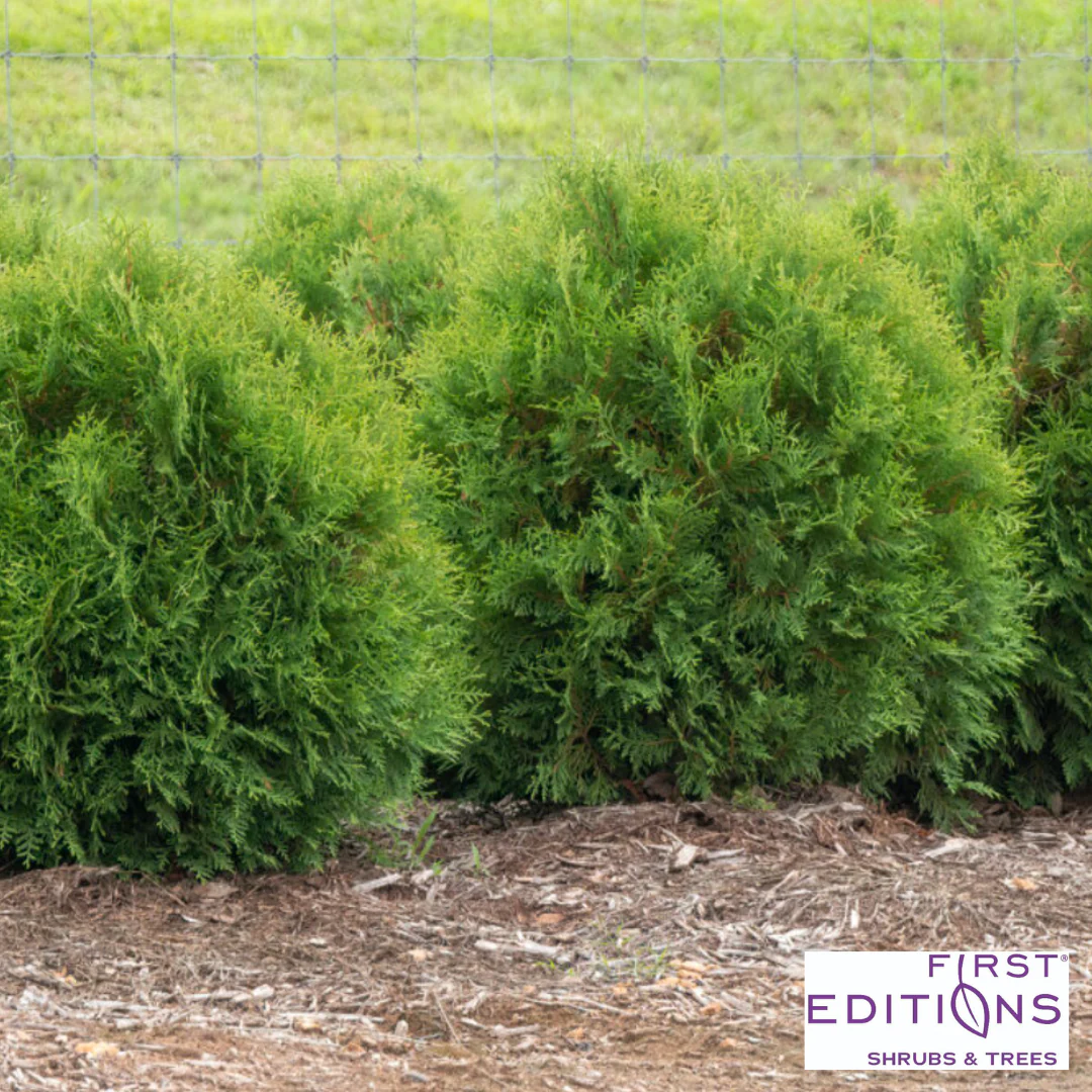 'Planet Earth' Arborvitae | Thuja occidentalis - Image 2