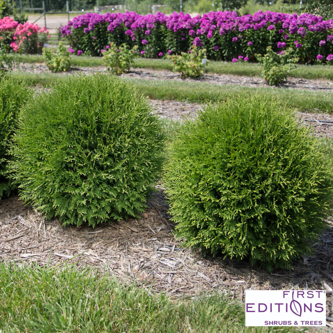 'Planet Earth' Arborvitae | Thuja occidentalis - Image 3