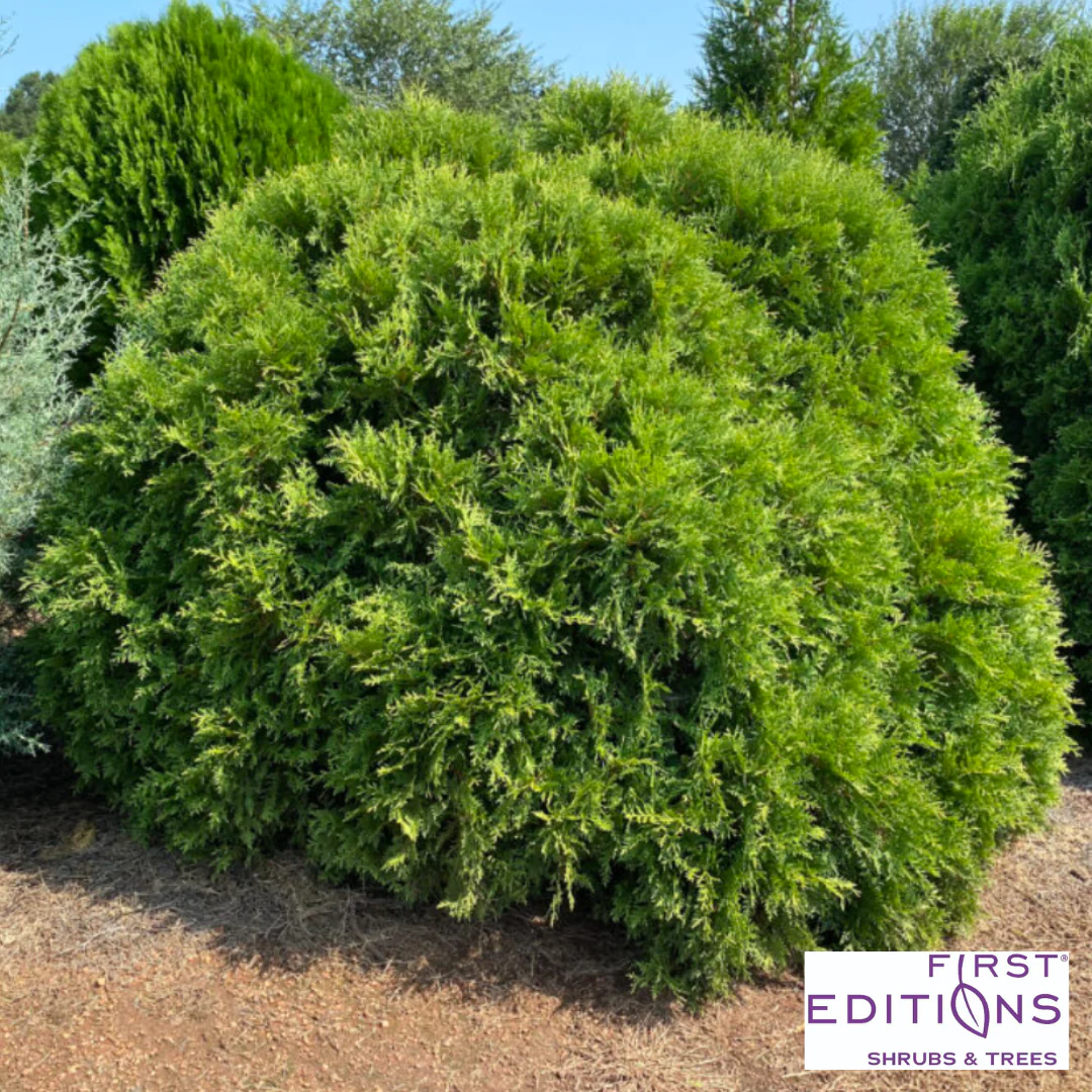 'Planet Earth' Arborvitae | Thuja occidentalis - Image 4