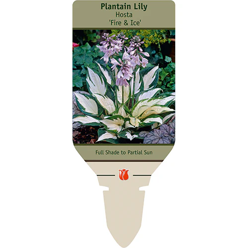 Fire & Ice Hosta | Hosta 'Fire & Ice' - Image 3