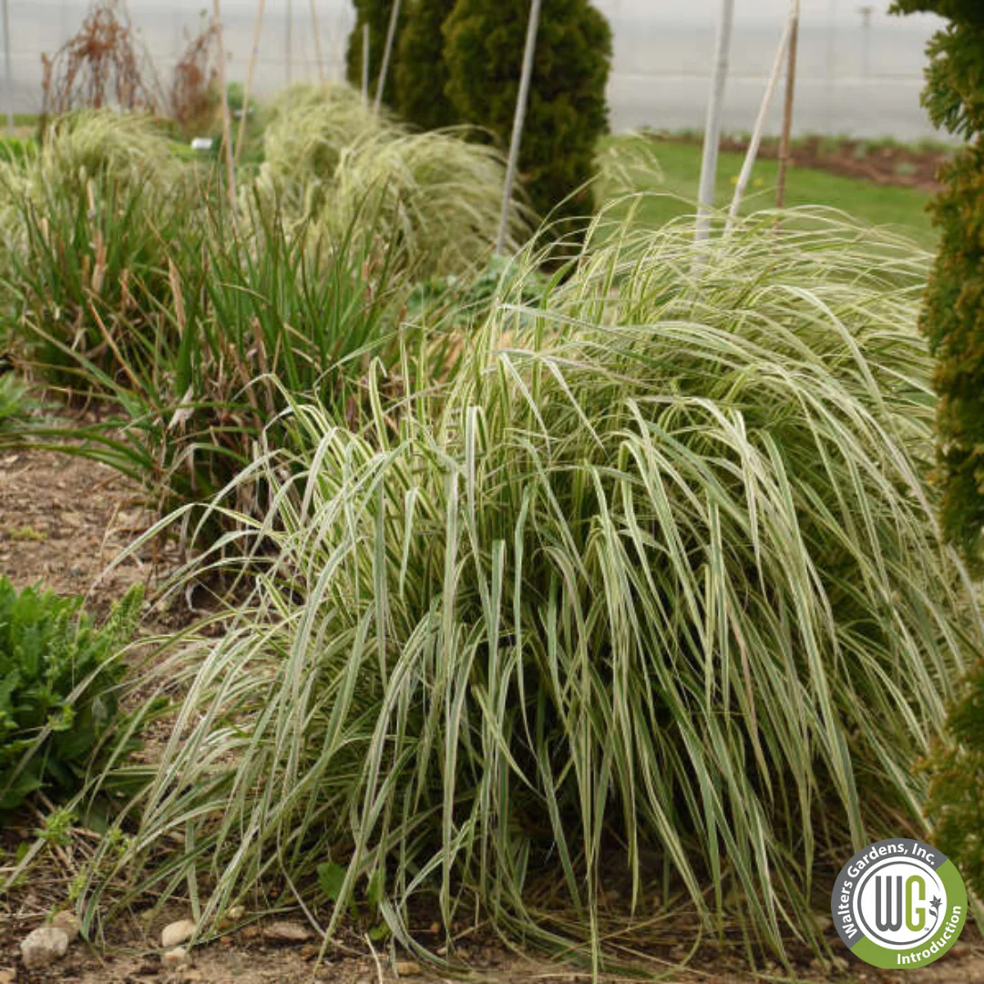 Hello Spring™' Feather Reed Grass | Calamagrostis acutiflora Hello Spring!™ - Image 3