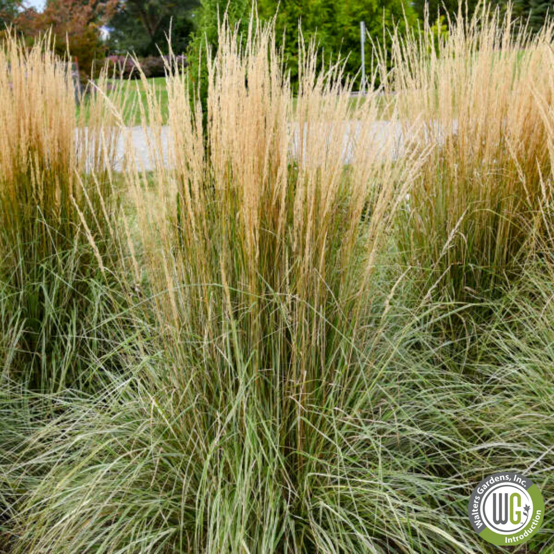 Hello Spring™' Feather Reed Grass | Calamagrostis acutiflora Hello Spring!™ - Image 4