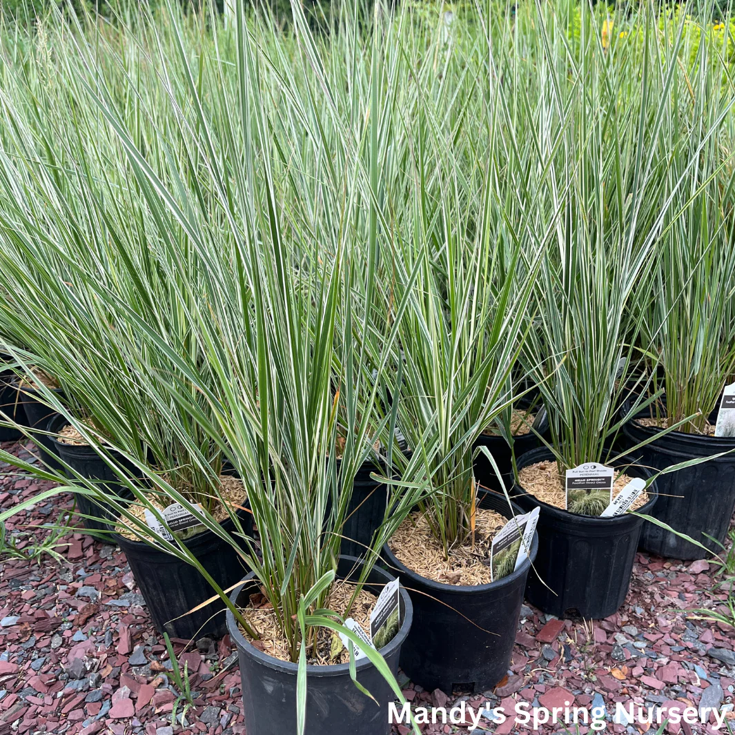 Hello Spring™' Feather Reed Grass | Calamagrostis acutiflora Hello Spring!™ - Image 5
