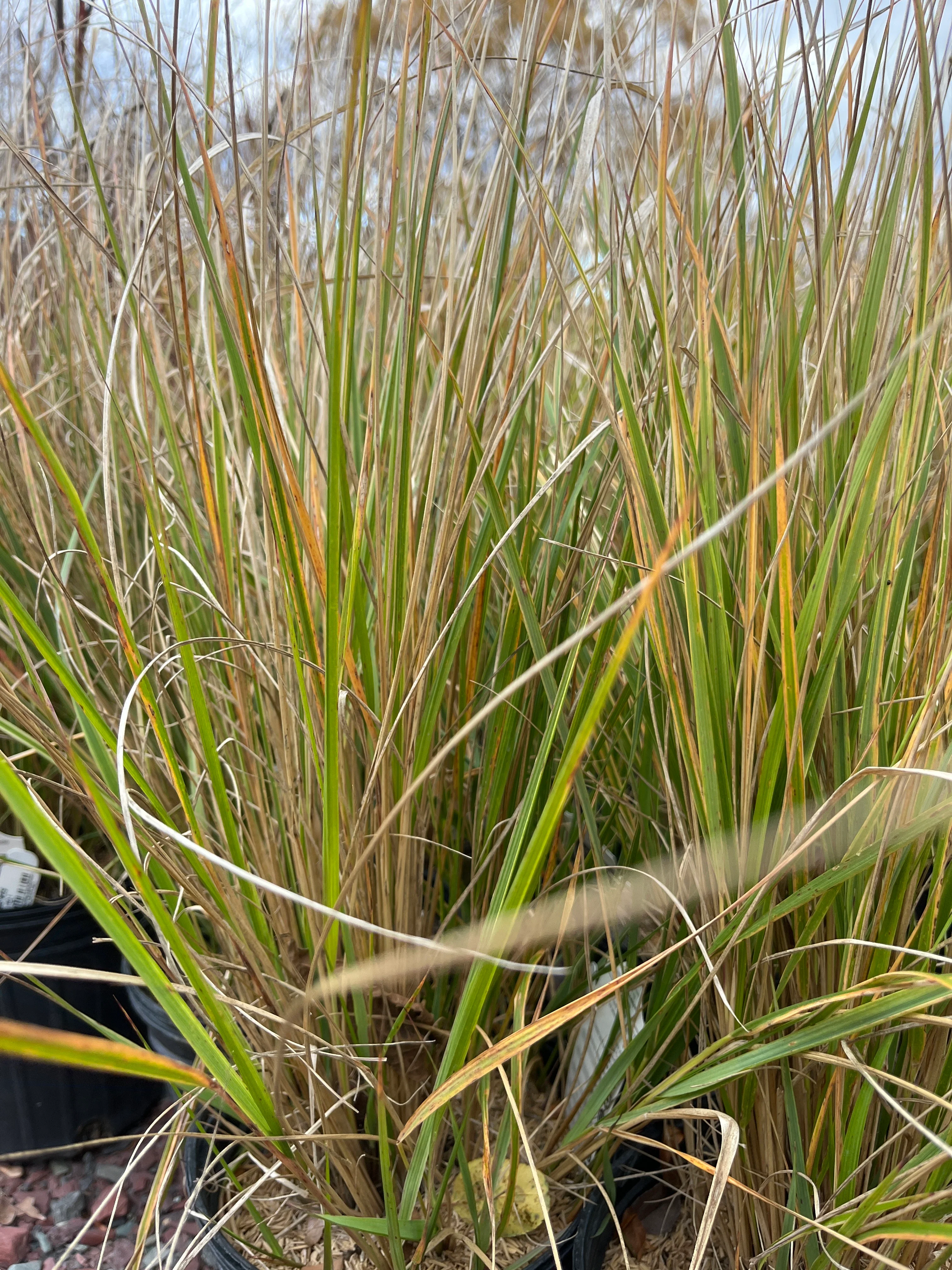 Hello Spring™' Feather Reed Grass | Calamagrostis acutiflora Hello Spring!™ - Image 6