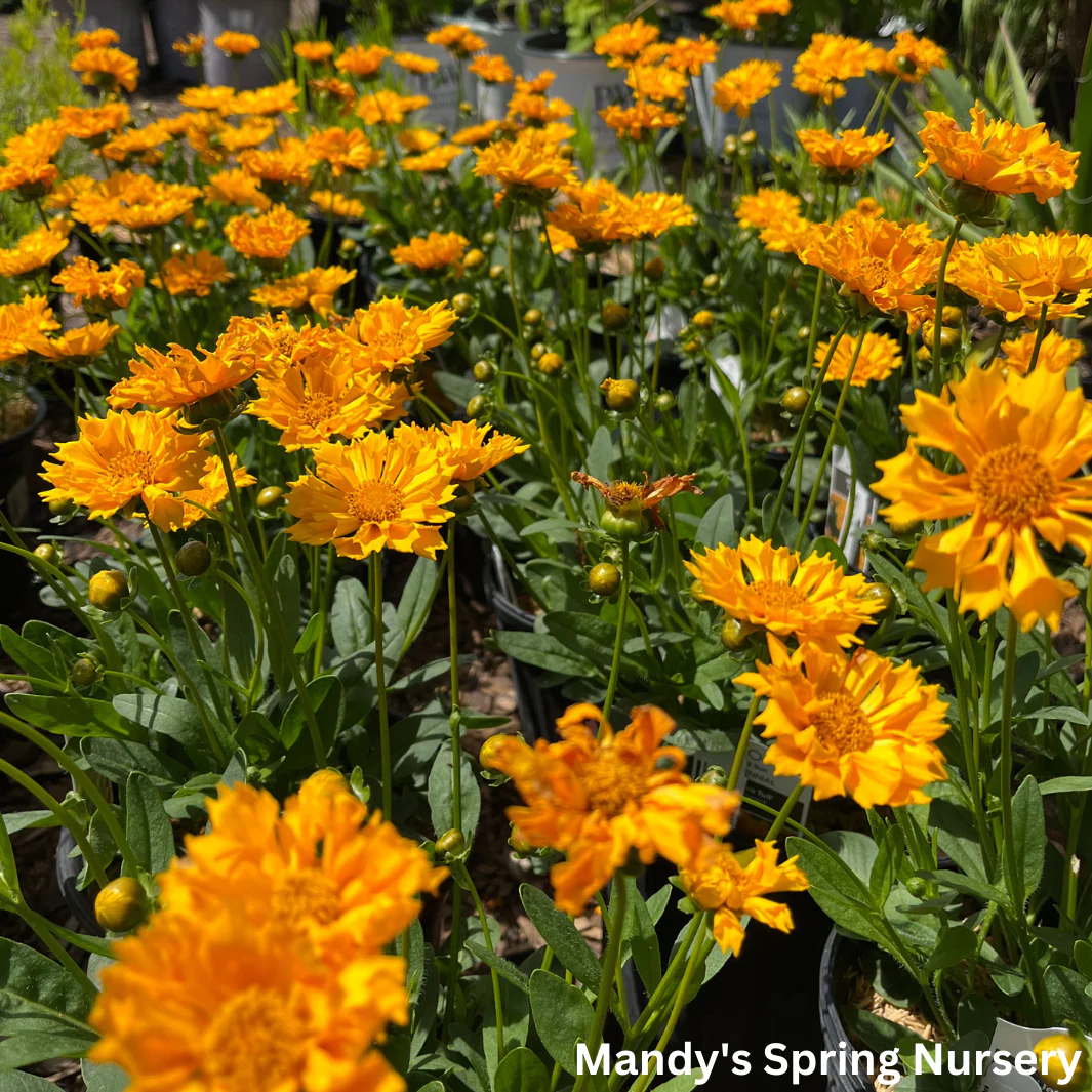 'Jethro Tull' Tickseed | Coreopsis 'Jethro Tull' - Image 2