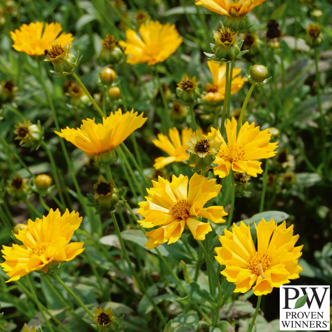 'Jethro Tull' Tickseed | Coreopsis 'Jethro Tull' - Image 3