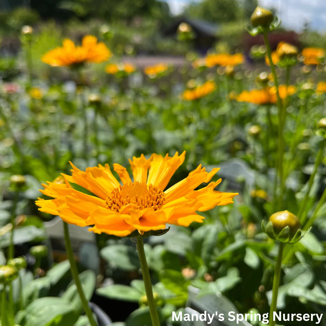 'Jethro Tull' Tickseed | Coreopsis 'Jethro Tull' - Image 5