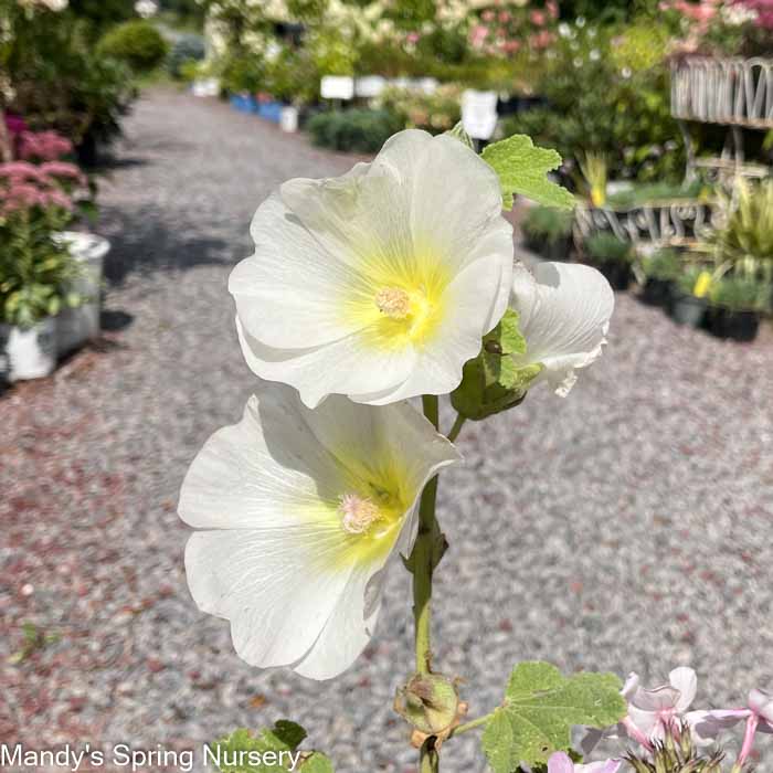 'Las Vegas' Fig Leaf Hollyhock | Alcea - Image 2
