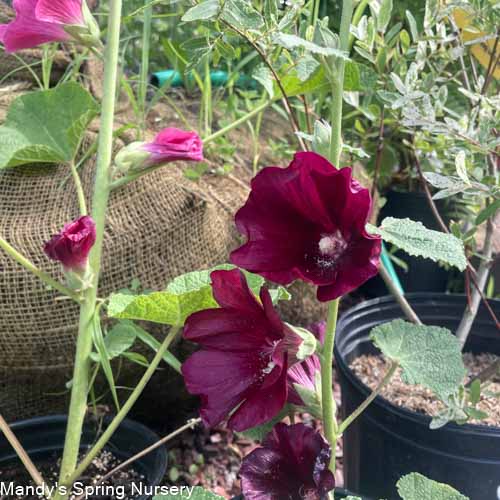 'Las Vegas' Fig Leaf Hollyhock | Alcea - Image 4