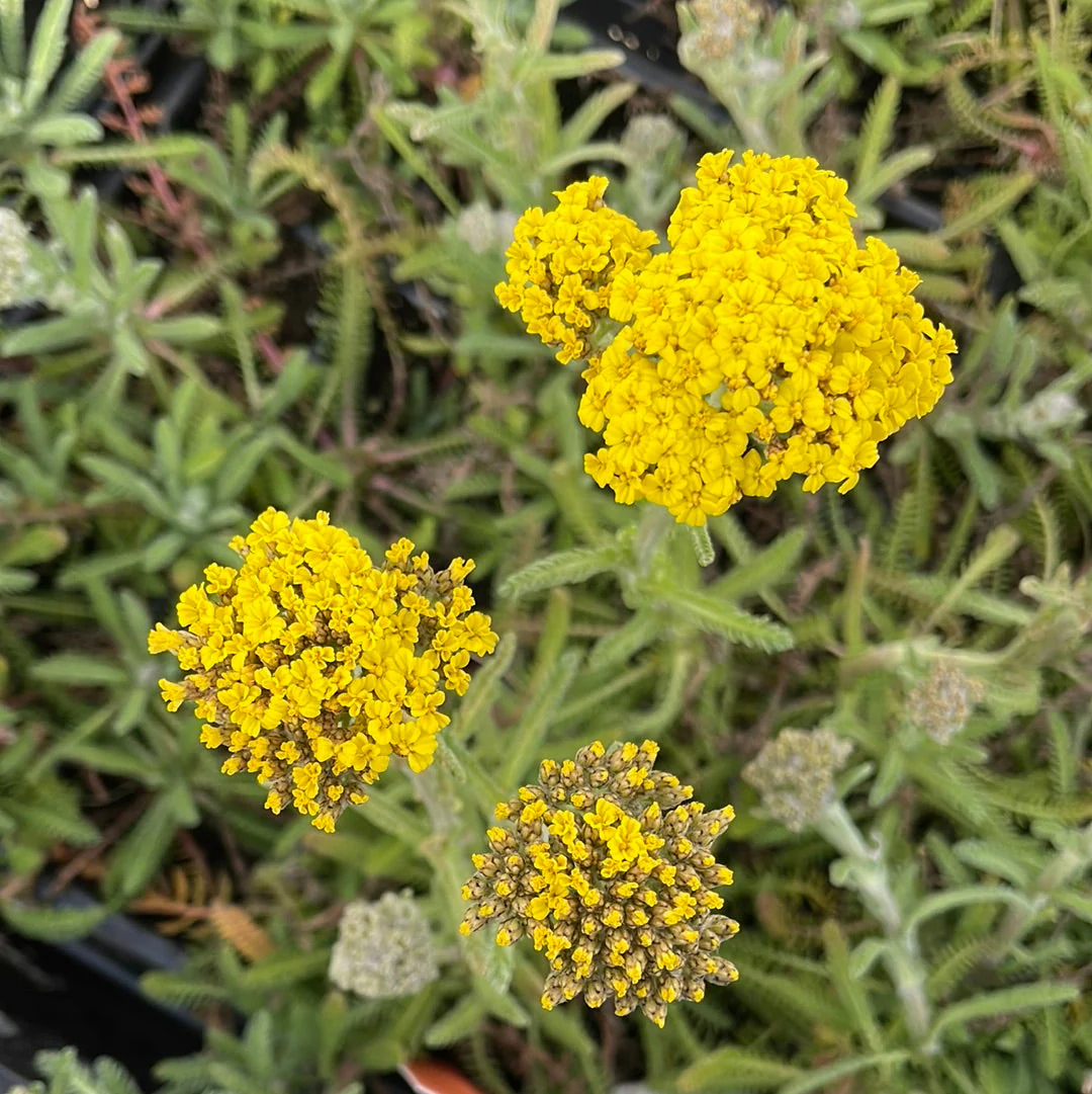 Moonshine Yarrow | Achillea - Image 5