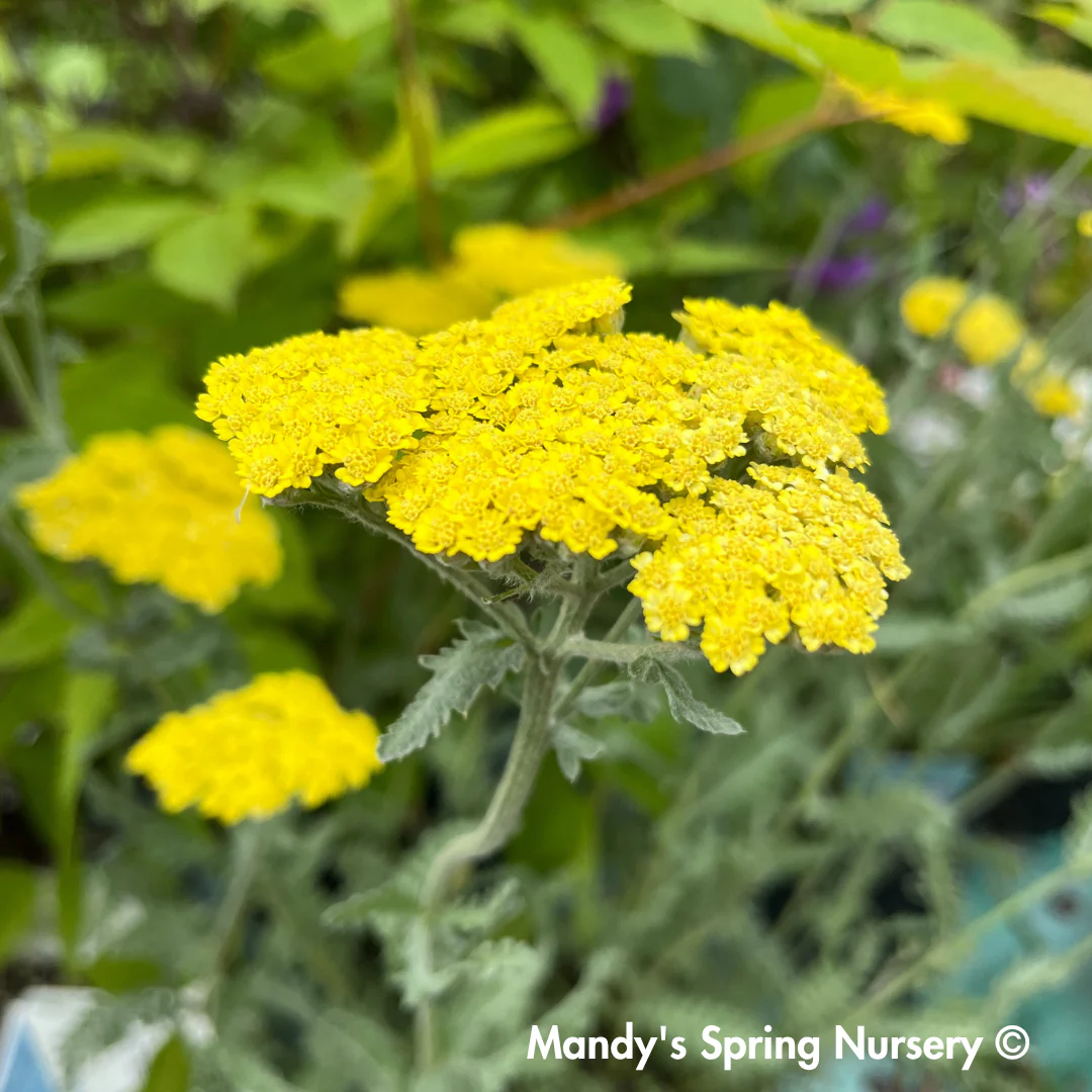 Moonshine Yarrow | Achillea - Image 7