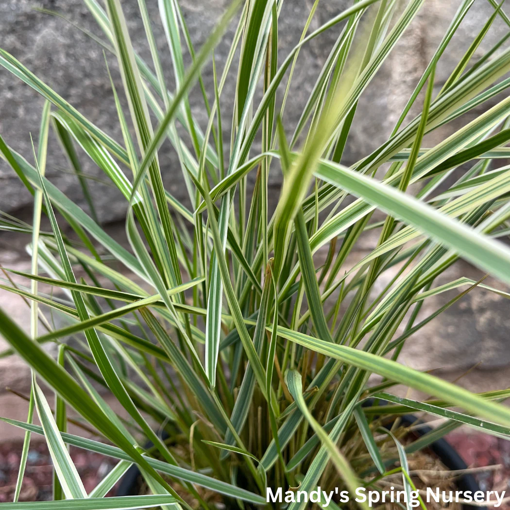 'Overdam' Variegated Feather Reed Grass | Calamagrostis acutiflora 'Overdam' - Image 3