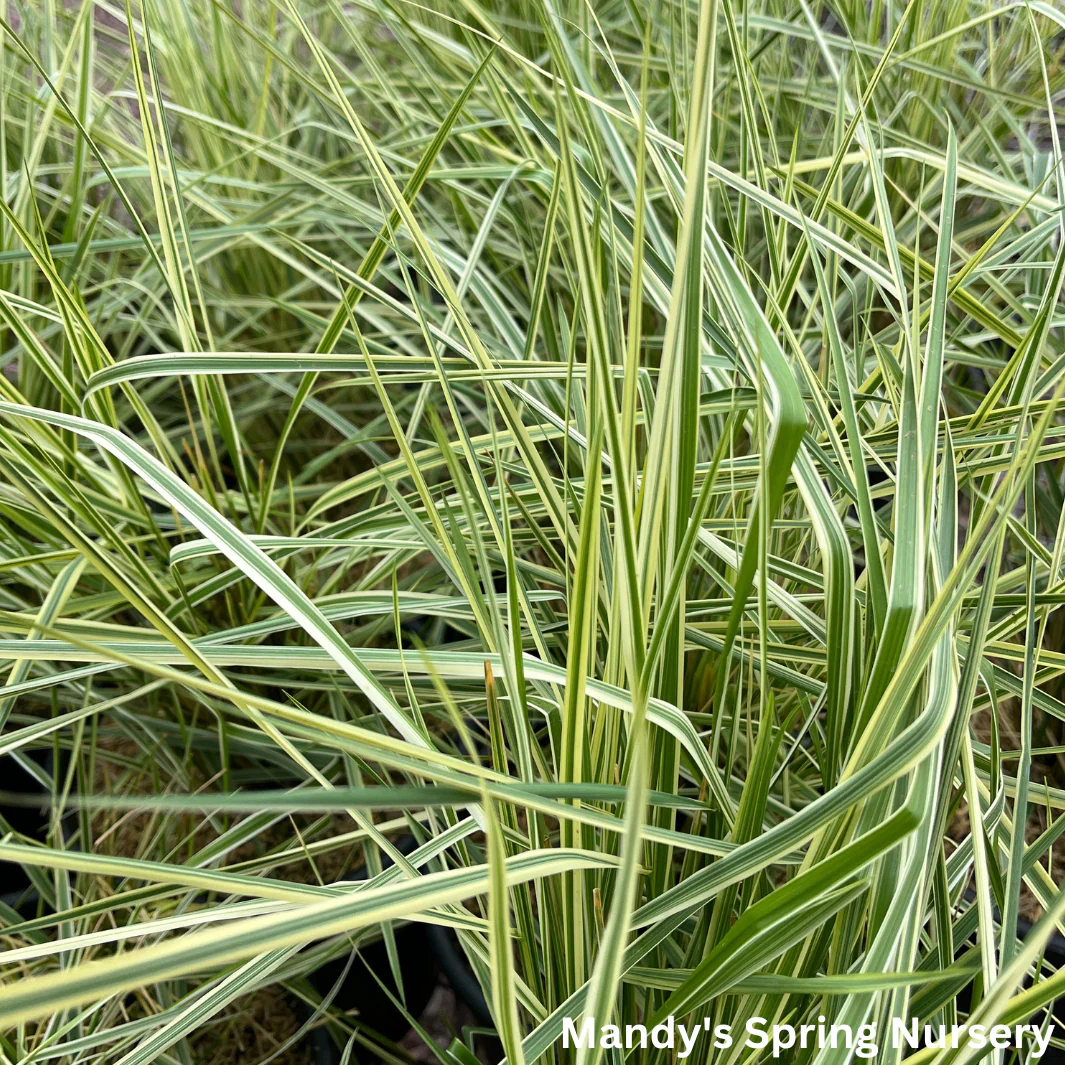 'Overdam' Variegated Feather Reed Grass | Calamagrostis acutiflora 'Overdam' - Image 4