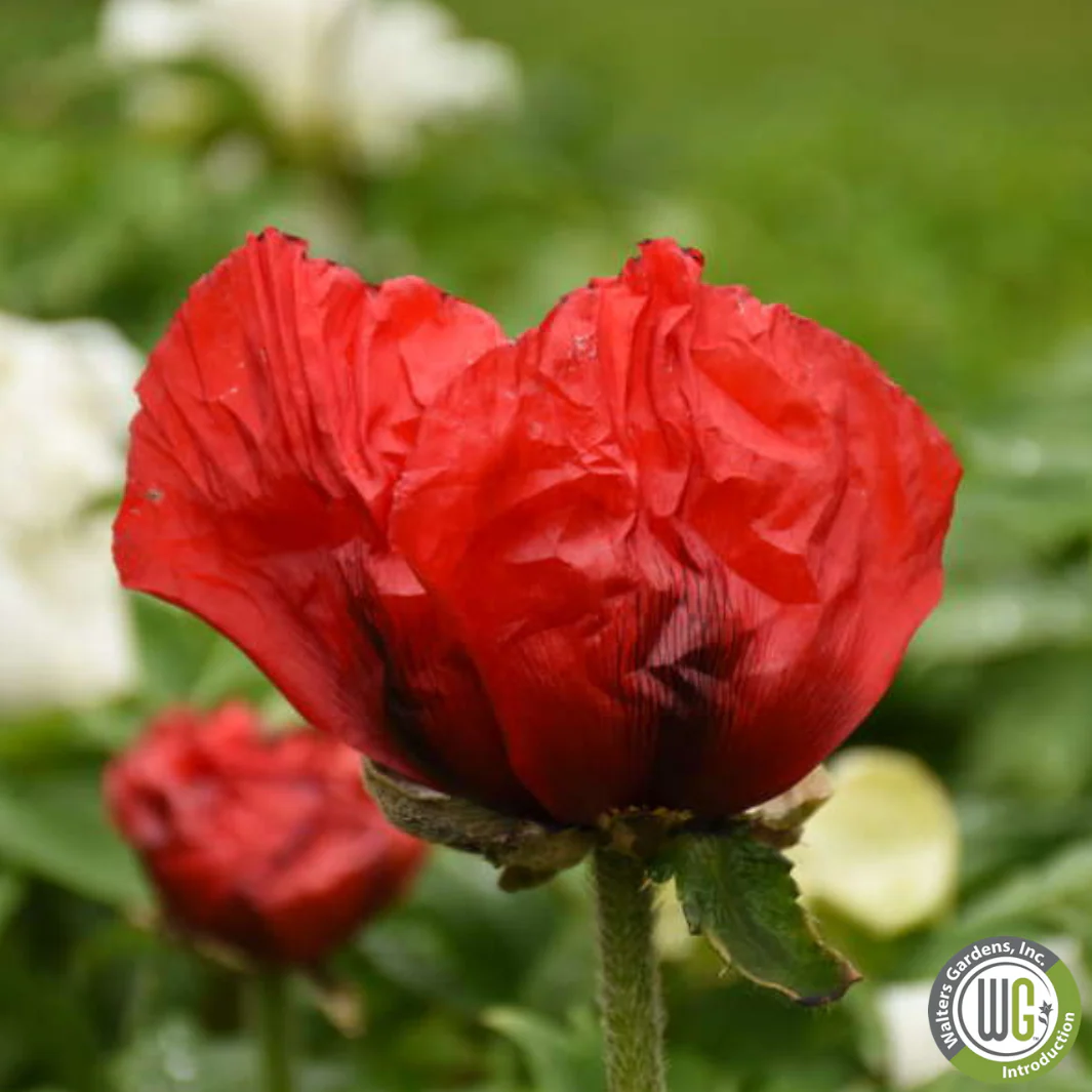 'Beauty of Livermere' Oriental Poppy | Papaver orientale 'Beauty of Livermere' - Image 2