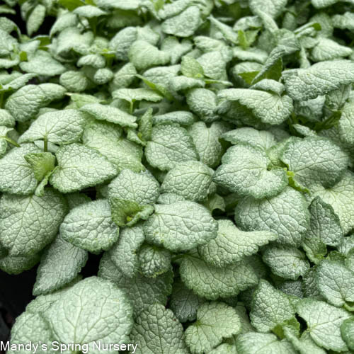 White Nancy Dead Nettle | Lamium maculatum - Image 3