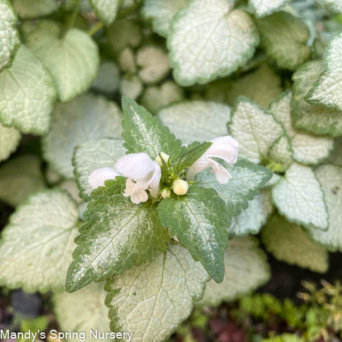 White Nancy Dead Nettle | Lamium maculatum - Image 4