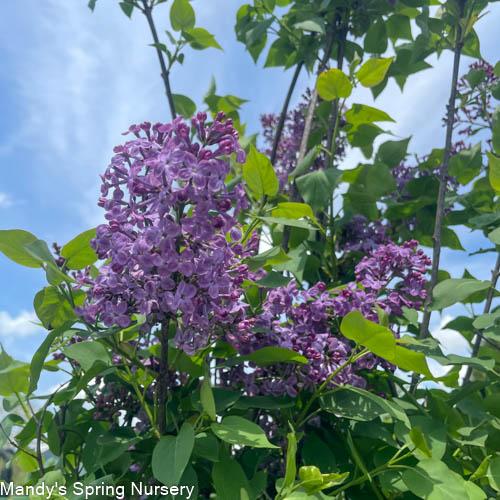 Pocahontas Lilac Tree | Syringa x hyacinthiflora 'Pocahontas' - Image 2