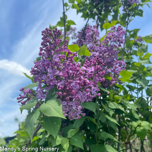 Pocahontas Lilac Tree | Syringa x hyacinthiflora 'Pocahontas' - Image 3