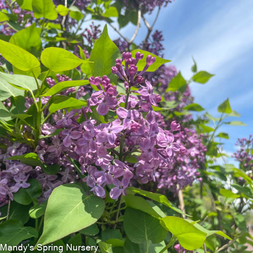 Pocahontas Lilac Tree | Syringa x hyacinthiflora 'Pocahontas' - Image 4
