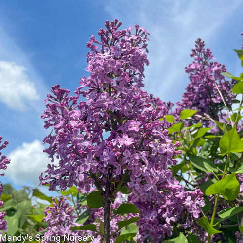 Pocahontas Lilac Tree | Syringa x hyacinthiflora 'Pocahontas' - Image 5