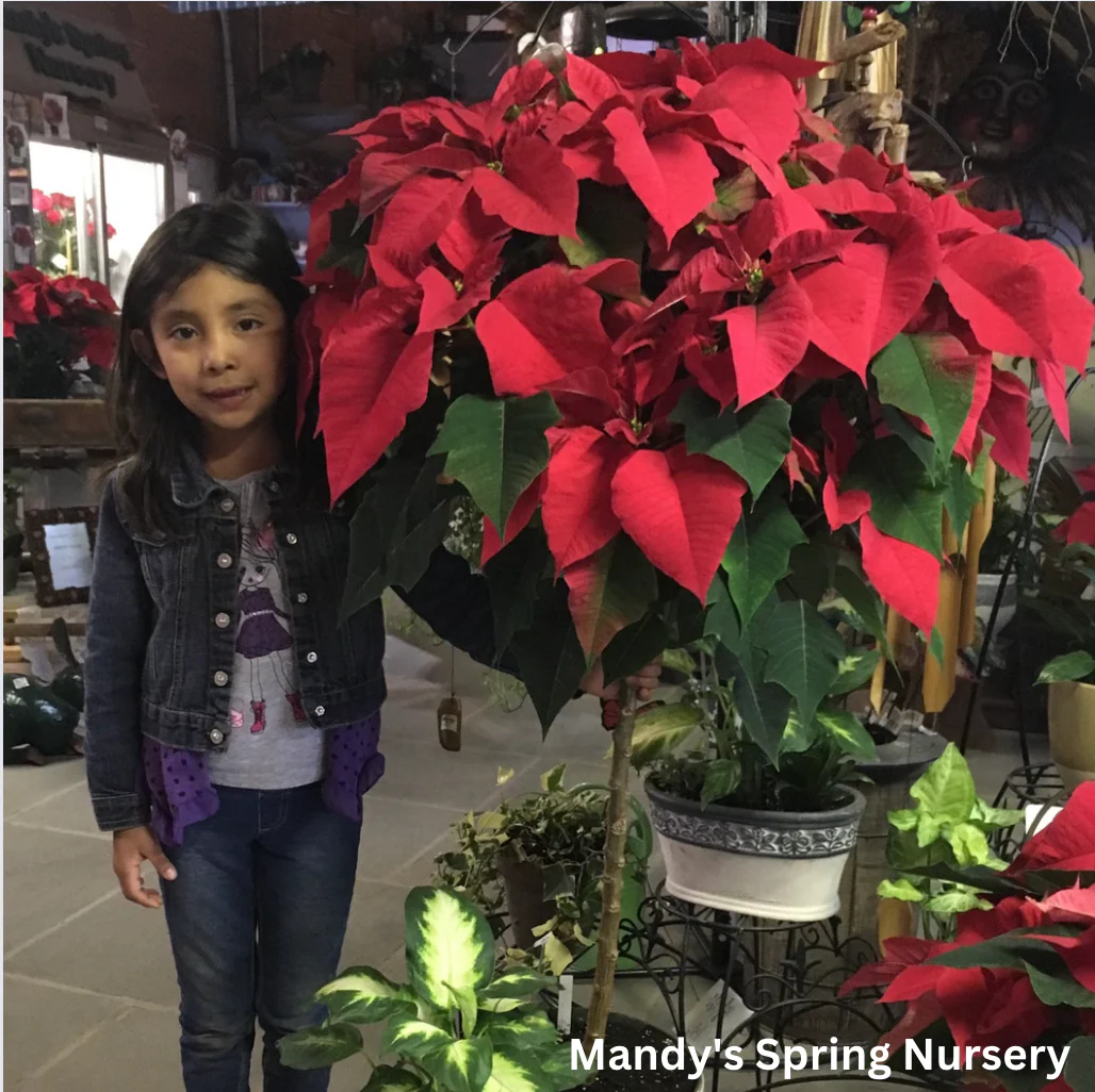 Poinsettia - Live Plant - Image 10