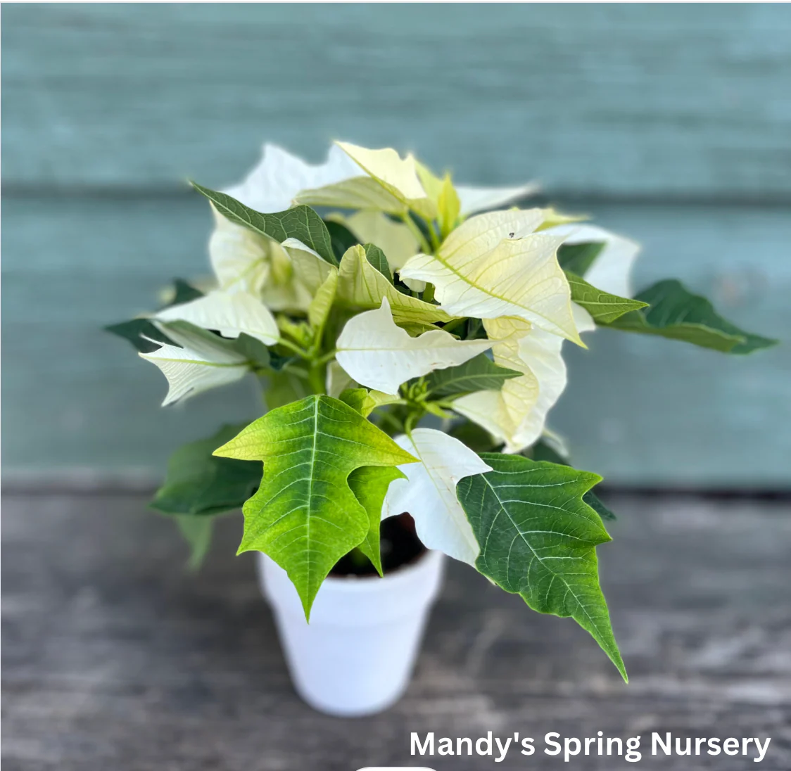 Poinsettia - Live Plant - Image 11