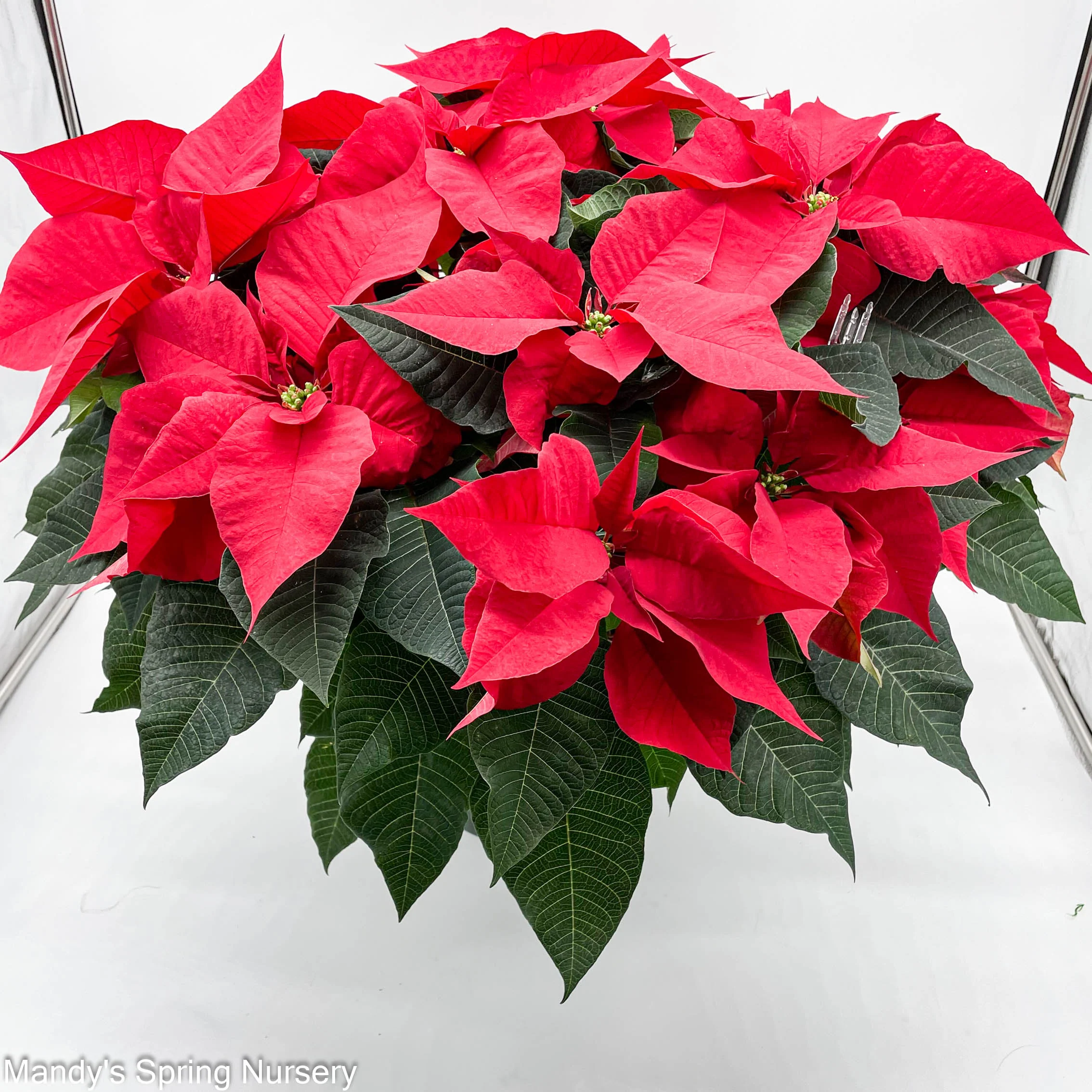 Poinsettia - Live Plant - Image 2