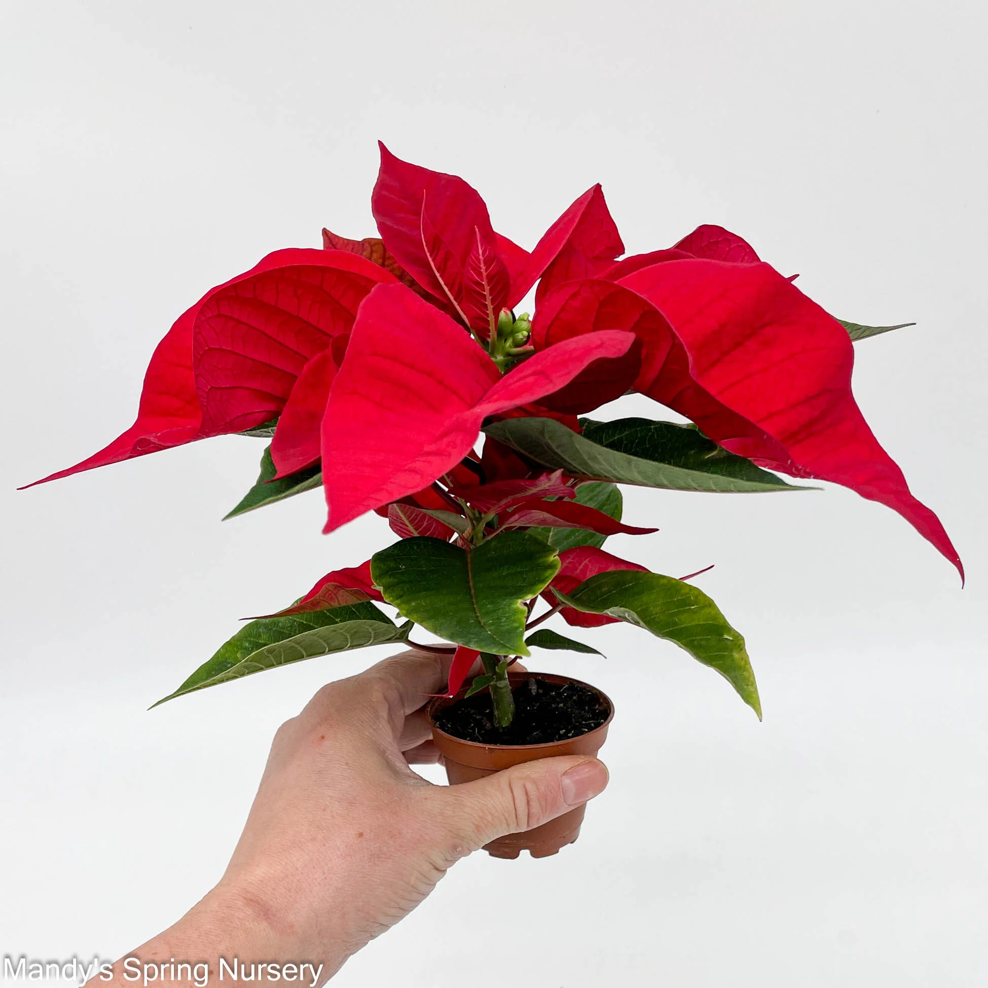 Poinsettia - Live Plant - Image 3