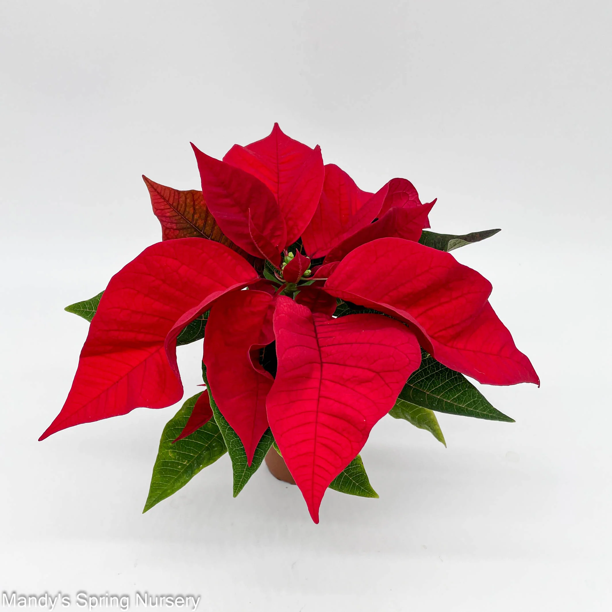 Poinsettia - Live Plant - Image 4
