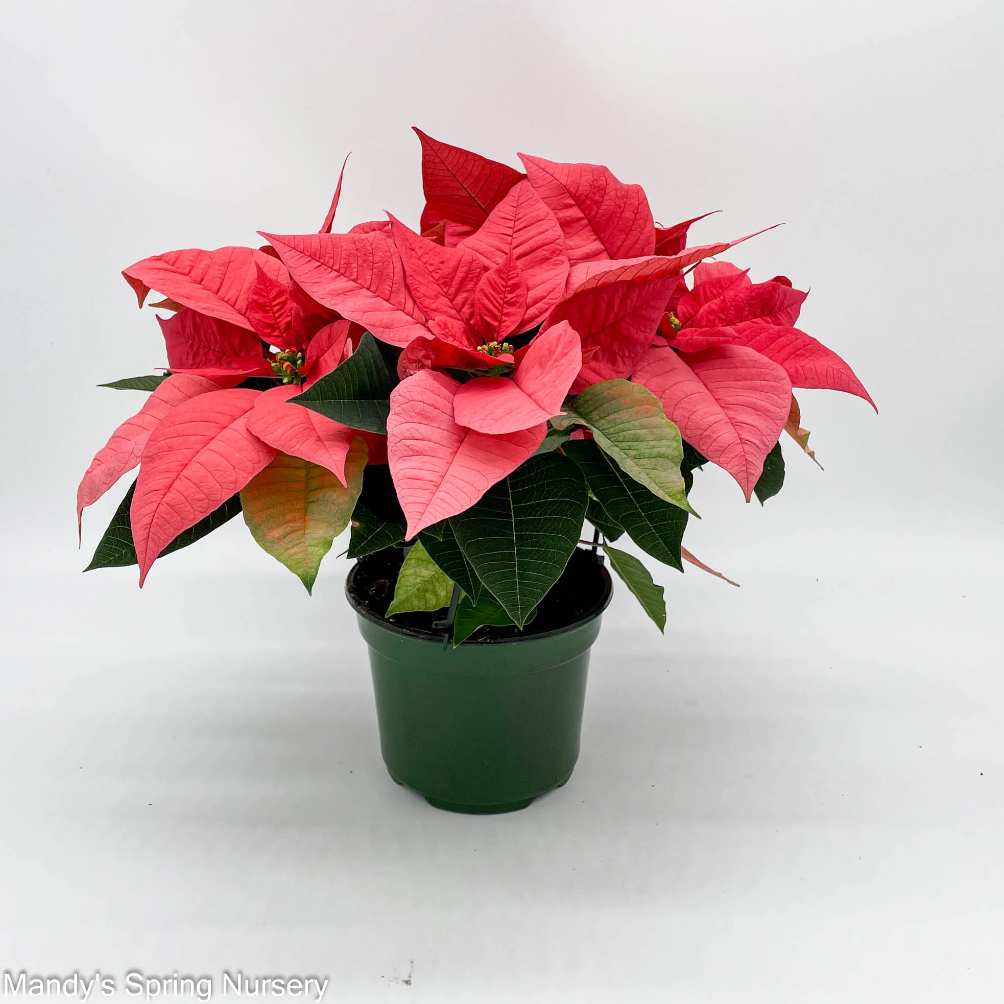 Poinsettia - Live Plant - Image 5