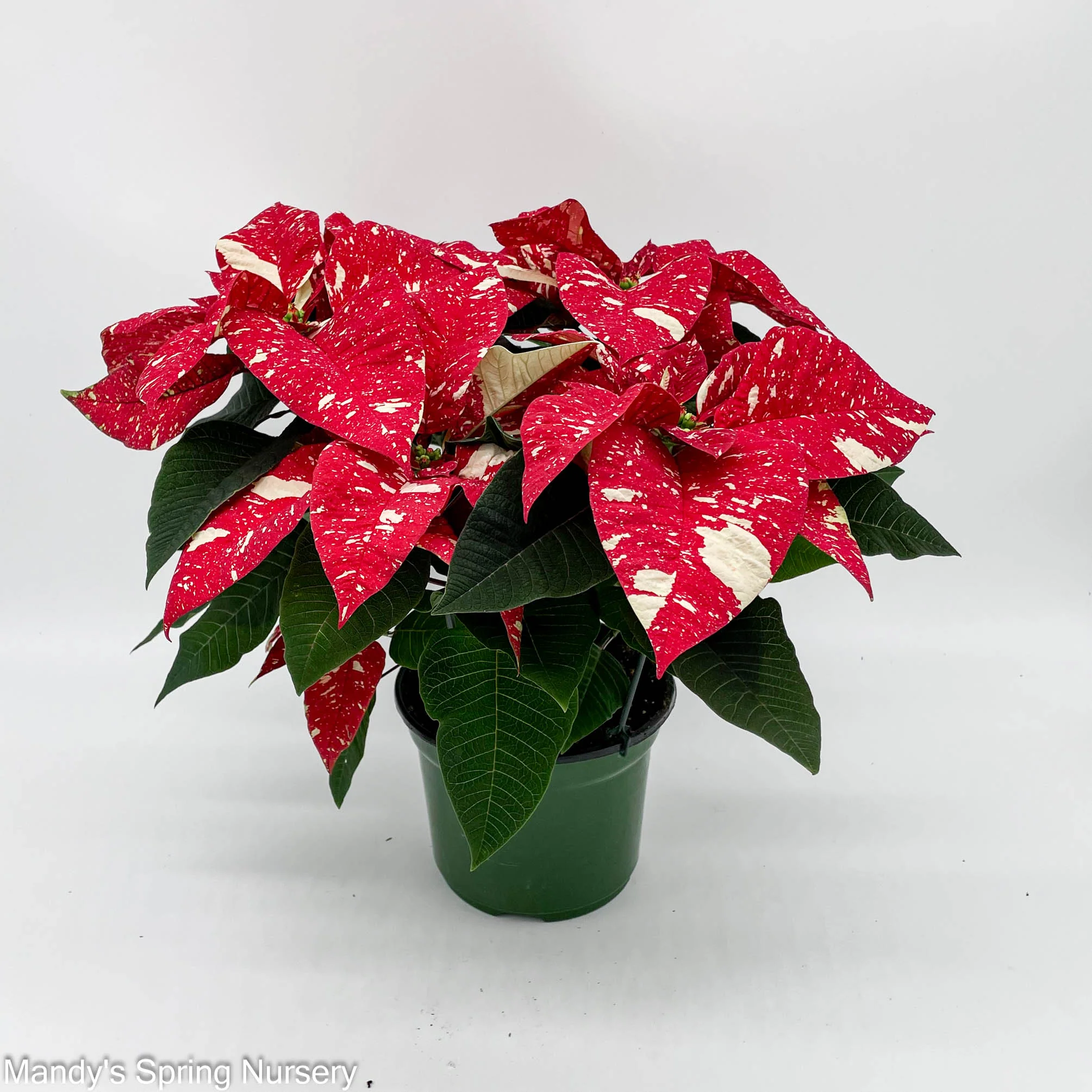 Poinsettia - Live Plant - Image 6
