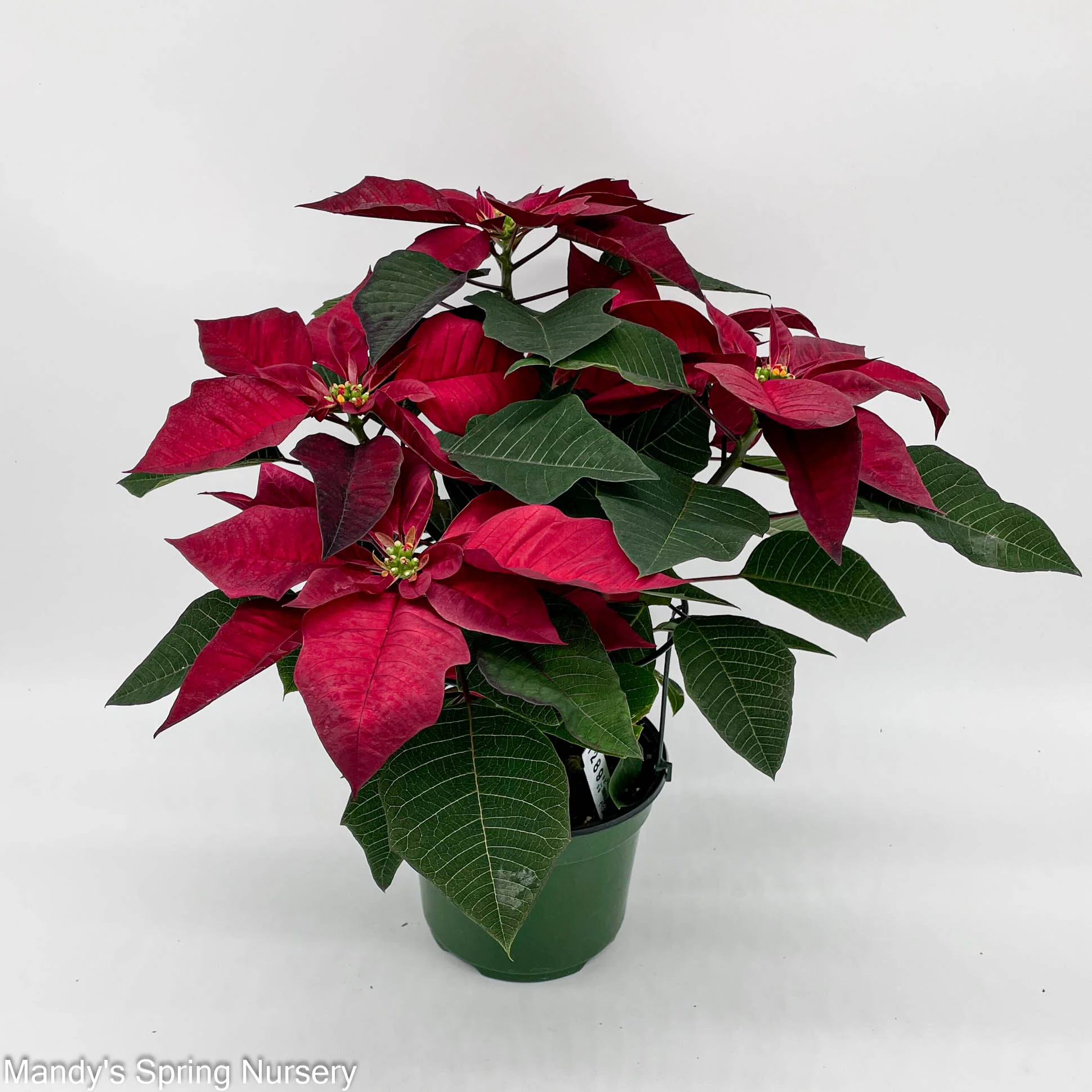 Poinsettia - Live Plant - Image 7