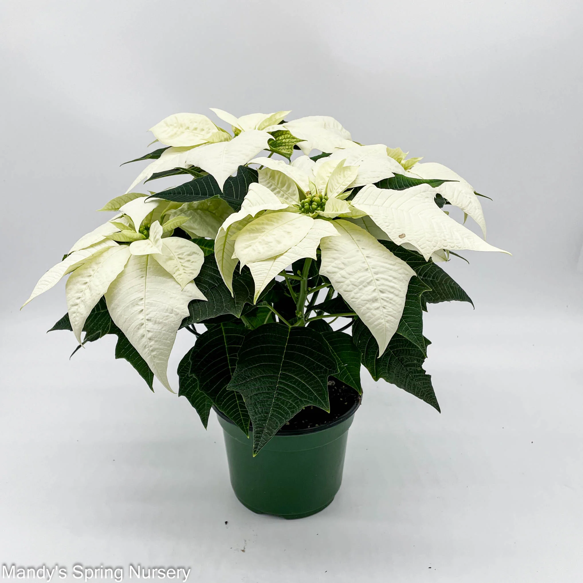 Poinsettia - Live Plant - Image 8