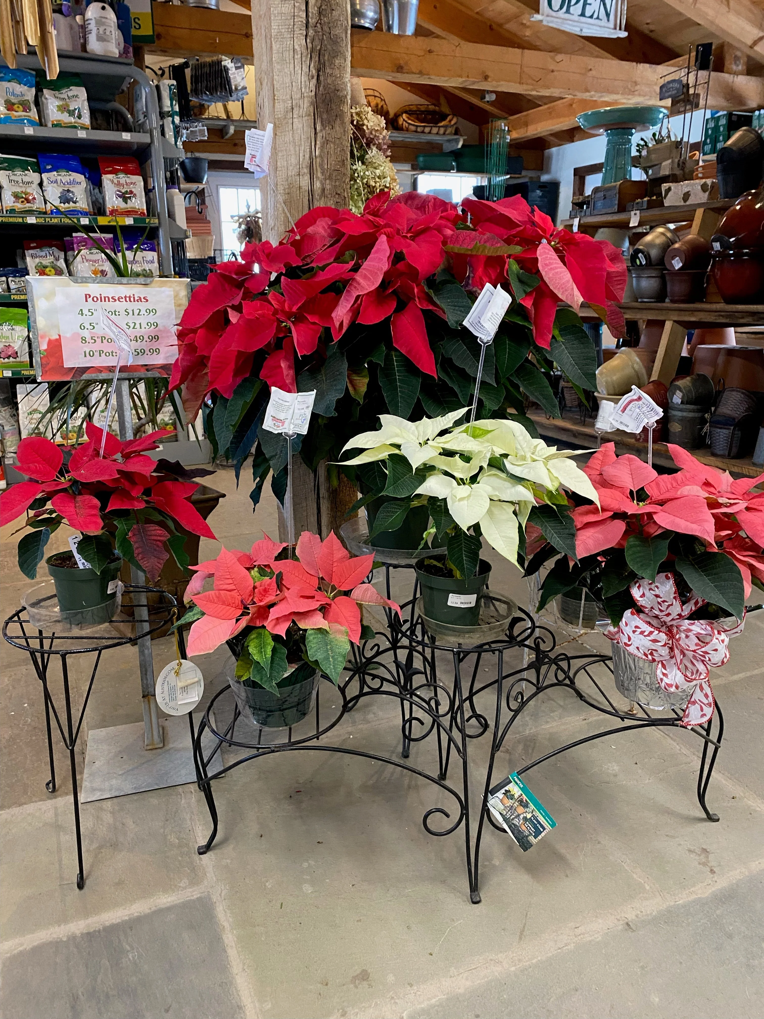 Poinsettia - Live Plant - Image 9
