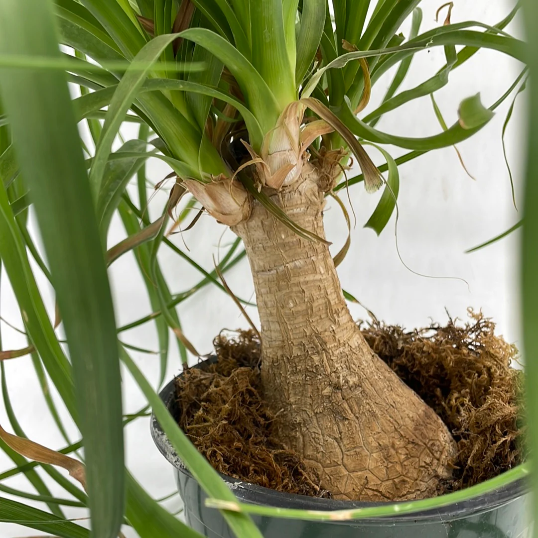 Ponytail Palm | Beaucarnea recurvata - Image 2